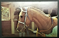 1970's New York Horse Racing Secretariat Triple Crown Postcard Unposted