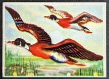 Load image into Gallery viewer, 1950s Wonders Of The Animal Kingdom Cards Set Of 400 With 1 Wrapper Vintage
