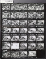 1995 Movie Jumanji Contact Sheet Robin Williams Wrestles Alligator 34 Photos VTG