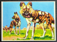 Load image into Gallery viewer, 1950s Wonders Of The Animal Kingdom Cards Set Of 400 With 1 Wrapper Vintage
